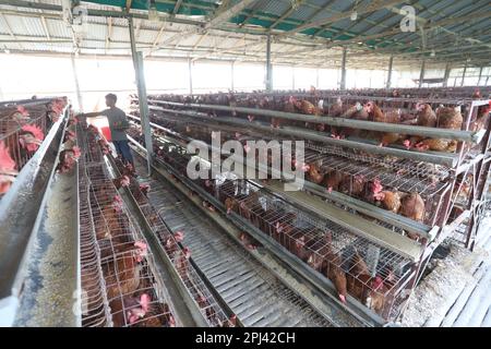 Geflügelfarm in Savar, Bangladesch. Unter allen Teilsektoren des Viehsektors in Bangladesch zählt Geflügel zu den wichtigsten. Stockfoto