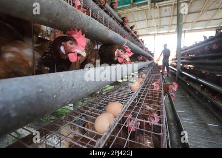 Geflügelfarm in Savar, Bangladesch. Unter allen Teilsektoren des Viehsektors in Bangladesch zählt Geflügel zu den wichtigsten. Stockfoto