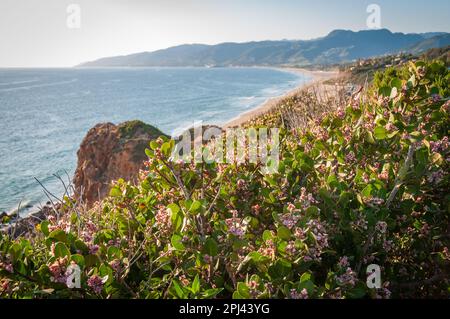 Point Dume State Beach in Kalifornien Stockfoto