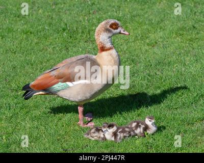 Ägyptische Gans Alopochen aegyptiacus mit frisch geschlüpften Gänsen. Norfolk Broads UK Stockfoto