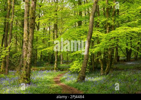 Blauflächen im frühen Frühling, der Weg im Sonnenlicht schlängelt sich durch Bäume in die Ferne. Brinscale Wood in Lancashire Northwest Engl Stockfoto