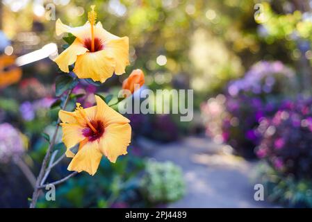 Hibiscus rosa-sinensis, umgangssprachlich als chinesischer Hibiskus bekannt, stieg China Stockfoto