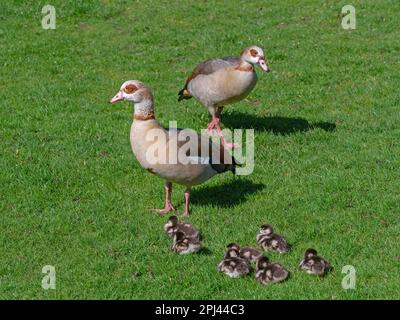 Ägyptische Gans Alopochen aegyptiacus mit frisch geschlüpften Gänsen. Norfolk Broads UK Stockfoto