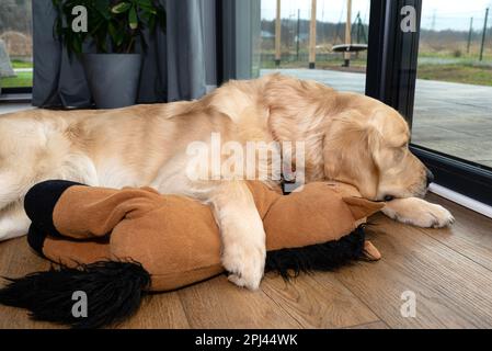 Ein junger männlicher Golden Retriever ruht mit einem Spielzeug auf Vinylplatten unter einem großen Terrassenfenster im Wohnzimmer. Stockfoto