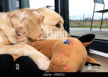 Ein junger männlicher Golden Retriever ruht mit einem Spielzeug auf Vinylplatten unter einem großen Terrassenfenster im Wohnzimmer. Stockfoto