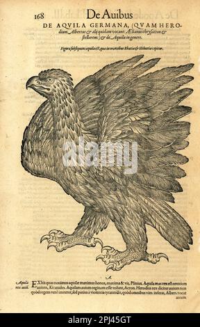 Goldener Adler, Aquila chrysaetos. De Aquila germana (Quamherodium albertus, Aelianus chrysaeton & stellarem). Holzschnitt-Gravur nach einer Illustration von Lucas Schan und Conrad Gessner aus Conrad Gessner's Historiae Animalium, De avium natura, (Naturgeschichte der Tiere: Vögel), Frankfurt, Wechel for Cambier, 1585. Stockfoto