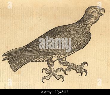 Gefleckter Adler, Clanga Clanga. Verwundbar. De avibus, de Aquila anataria. Aquila planga, Aquila clanga, klagender Adler, Aquila naevia. Holzschnitt-Gravur nach einer Illustration von Lucas Schan und Conrad Gessner aus Conrad Gessner's Historiae Animalium, De avium natura, (Naturgeschichte der Tiere: Vögel), Frankfurt, Wechel for Cambier, 1585. Stockfoto