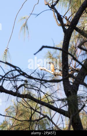 Blick auf den heiligen Königsfisher-Vogel in Neukaledonien Stockfoto