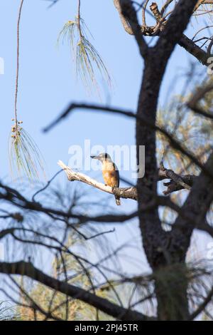 Blick auf den heiligen Königsfisher-Vogel in Neukaledonien Stockfoto