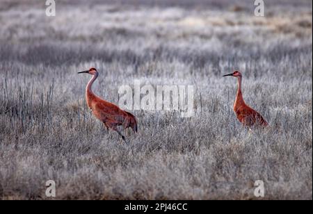 Ein Paar Sandhill Cranes (Grus canadensis) wandern durch ein Feld im Bear River Migratory Bird Refuge in der Nähe von Brigham City, Box Elder County, Utah, USA. Stockfoto