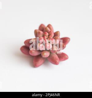 Sedum Rubrotinctum Aurora Blumenrosette auf Weiß. Sukkulentes Fortpflanzungskonzept Stockfoto