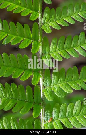 Dryopteris carthusiana ist eine Art krautiger Pflanzen der Familie der Dryopteridaceae, die in gemäßigten Regionen Eurasiens und Nordamerika häufig vorkommt. Medi Stockfoto