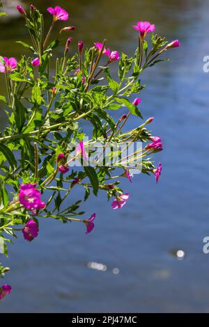 Eine Nahaufnahme eines blühenden Großen Weidewuchses, Epilobium hirsutum an einem späten Sommerabend in estnischer Natur. Stockfoto