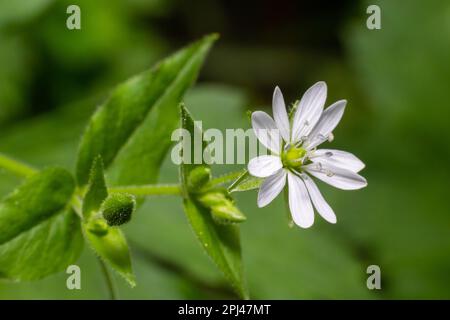 Myosoton aquaticum, Pflanze mit kleiner weißer Blume, bekannt als Wasserkicherkraut oder riesiges Kicherkraut auf grünem, verschwommenem Hintergrund. Stockfoto