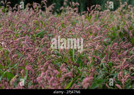 Farbenfrohe Persicaria longiseta, eine blühende Pflanze in der Knotweed-Familie. Stockfoto