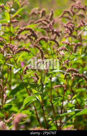 Persicaria longiseta ist eine Art Blütenpflanze in der Knotweed-Familie, bekannt unter den gebräuchlichen Namen Oriental Lady's Thumb, Bristly Lady's Thumb, Asi Stockfoto