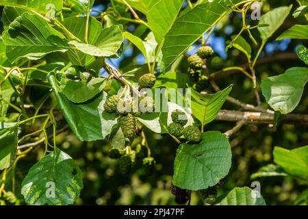 Ein Ast aus Erlenblättern und grünen Zapfen. Zweig von Alnus glutinosa, der Erle, der Erle im Frühling. Stockfoto