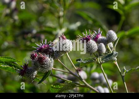 Burdock ist eine zweijährige Pflanze der Familie Ostern. Eurasische Arten wurden als Unkraut nach Nordamerika eingeführt. Es wird nur in begrenztem Umfang als honigtragendes, essbares Erzeugnis verwendet Stockfoto