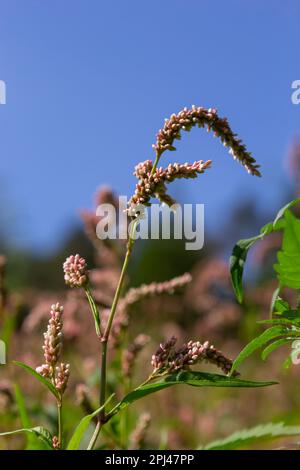 Persicaria longiseta ist eine Art Blütenpflanze in der Knotweed-Familie, bekannt unter den gebräuchlichen Namen Oriental Lady's Thumb, Bristly Lady's Thumb, Asi Stockfoto