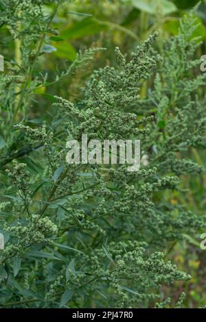 Chenopodium Album ist eine Art von jährlich krautigem Grau-Grün, bedeckt mit grauen Pulverpflanzen der Familie Lobodaceae. Stockfoto