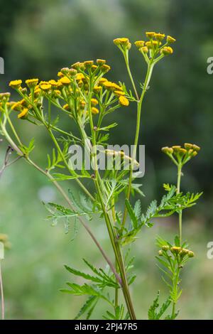 Gelbe Blüten der Tannenblüte im Sommer. Tansy Tanacetum vulgare ist eine mehrjährige, krautige Blütenpflanze der Gattung Tanacetum in der Osterpflanze Stockfoto