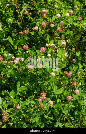 Blüten von Alsikenklee Trifolium hybridum auf grüner Sommerweide. Stockfoto