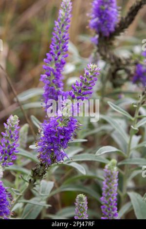 Blue Spike Speedwell, Veronica spicata, blühend in einem Dünen Garten im Juni, mit selektivem Fokus. Stockfoto