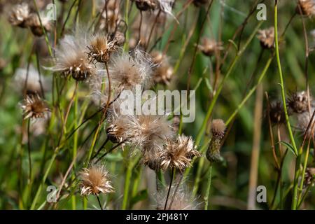 Centaurea jacea ist eine Feldpflanze der Familie Ostern. Herbstpflanzen mit Samen. Heilpflanzen. Stockfoto