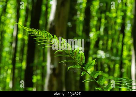 Dryopteris carthusiana ist eine Art krautiger Pflanzen der Familie der Dryopteridaceae, die in gemäßigten Regionen Eurasiens und Nordamerika häufig vorkommt. Medi Stockfoto