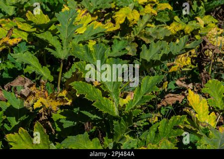 Der Riese Hogweed Heracleum mantegazzianum gegen den blauen Himmel. Trockenes Hogweed mit riesigen Körben mit Samen. Körbe eines riesigen Hogweeds mit Samen Stockfoto