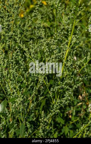 Chenopodium Album ist eine Art von jährlich krautigem Grau-Grün, bedeckt mit grauen Pulverpflanzen der Familie Lobodaceae. Stockfoto