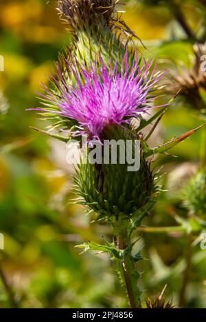 Die Distel ist eine in Europa, Asien und Nordafrika heimische Art der Distel, die aber auch in Nordamerika und anderen Kontinenten vorkommt Stockfoto