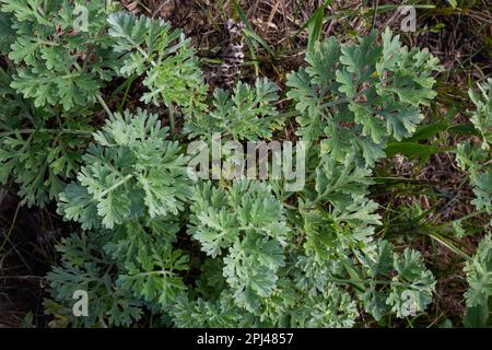 Artemisia absinthium ist eine mehrjährige Pflanze der Familie Ostern. Medizin, Lebensmittel, Phytonzid, ätherisches Öl, Farbstoff, Gerbstoffhaltige und insektizide Kultur Stockfoto