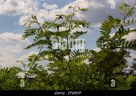 Japanische Akazien oder rosafarbener Seidenbaum der Familie Fabaceae. Zarte grüne Blätter auf dem Zweig des persischen Seidenbaums Albizia julibrissin gegen verschwommenen Rücken Stockfoto