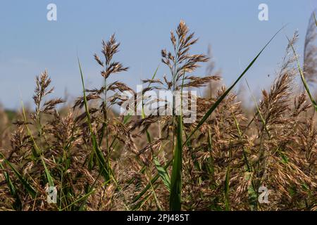 Phragmites australis ist eine mehrjährige bläulich-grüne Pflanze der Grasfamilie mit einem langen schleichenden Rhizom. Stockfoto