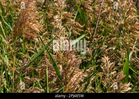 Phragmites australis ist eine mehrjährige bläulich-grüne Pflanze der Grasfamilie mit einem langen schleichenden Rhizom. Stockfoto