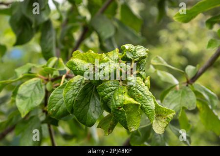 Pflaumenzweig mit zerknitterten Blättern, befallen von schwarzer Blattläuse und Spinnennetz. Pflaumenblattläuse, schwarze Fliege auf Obstbäumen, schwere Schäden durch Gartenschädlinge. Wählen Sie Stockfoto