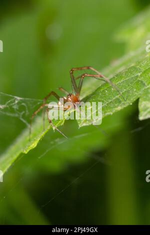 Natürliche Linyphia Triangularis Spider, Sommer sonniger Tag natürliche Umgebung. Makrofoto. Stockfoto