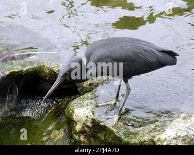 Thailand, Phuket: Östlicher oder pazifischer Riffreiher (Egretta sacra) im Zoo. Stockfoto