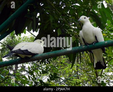 Thailand, Insel Phuket: Pied Imperial Pigeons (Ducula bicolor) im Zoo. Stockfoto