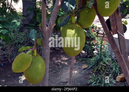 Kambodscha, Phnom Penh: Jackfrucht (Artocarpus heterophyllus) mit Früchten in der Kommune Koh Oknha Tey auf der Seideninsel. Stockfoto