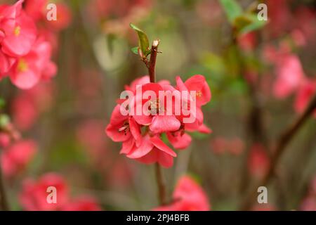 Chaenomeles japonica Rotblüten japanischer Quitten im Frühling Stockfoto