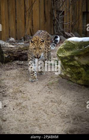 Fernöstlicher Leopard und sein Leben im Zoo. Eine gefährdete Raubtierart. Amur pardus Stockfoto