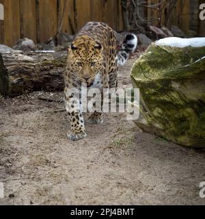 Fernöstlicher Leopard und sein Leben im Zoo. Eine gefährdete Raubtierart. Amur pardus Stockfoto