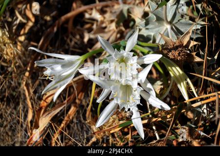 Sea Daffodil (Pancratium maritimum) auf der Insel, wenn Milos. Stockfoto