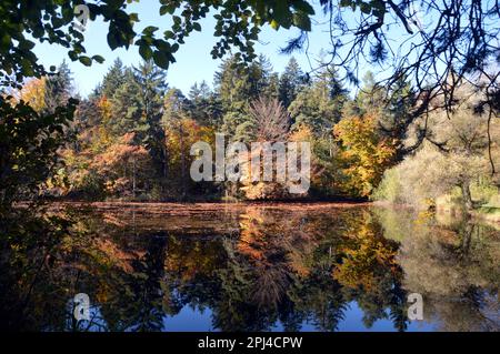 Deutschland, Oberbayern, Tutzing: Herbstfarben spiegeln sich in den ruhigen Gewässern des Deixifurtersees wider. Stockfoto