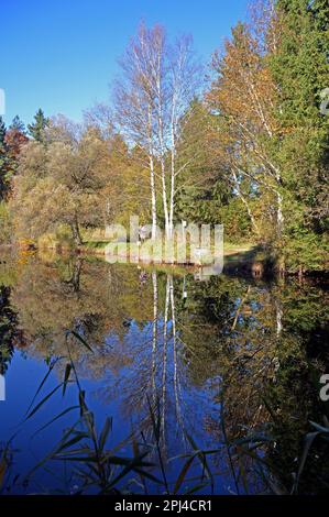 Deutschland, Oberbayern, Tutzing: Herbstfarben und silberne Birkenbäume spiegeln sich im ruhigen Wasser des Deixifurtersees wider. Stockfoto