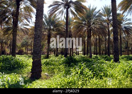 Oman, Birkat al Mawz: Blick zwischen den Dattelpalmen. Die meisten unterpflanzten Bananen sind verschwunden. Stockfoto