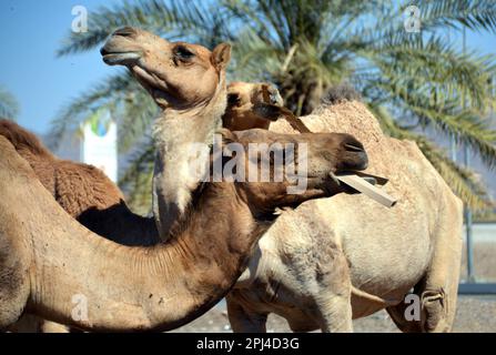 Oman: "Kamelmüllentsorgungseinheit": Kamele, die Kartons aus einem Müllcontainer auf der Straße nach Ibra fressen. Stockfoto