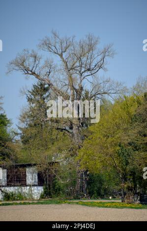 Deutschland, Oberbayern, Garching: Black Poplar (Populus nigra), ein Überlebender aus dem Sumpfgebiet vor der Entwässerung. Stockfoto